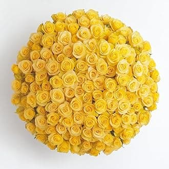 GlobalRose 250 Yellow Roses Bouquet - Responsibly Sourced Roses Fresh Flowers - Hand-Picked Flowers Fresh Bouquet for Graduation, Anniversary, Birthday & Special Occasions (10 Bunches of 25 Stems)