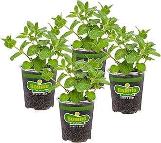 Bonnie Plants Sweet Mint Live Edible Aromatic Herb Plant - 4 Pack, Easy To Grow, Non-GMO, Perennial In Zones 5 to 11, Used In Teas & Other Beverages, Salads, Garnish, Jelly & Desserts