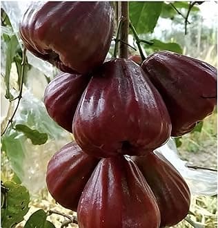 Black Diamond Wax Apple hybrid - 1 Healthy Live Super Yielding Early Fruting Black Diamond Wax Apple Fruit Plant'in Nursery Grow Bag for Home Garden