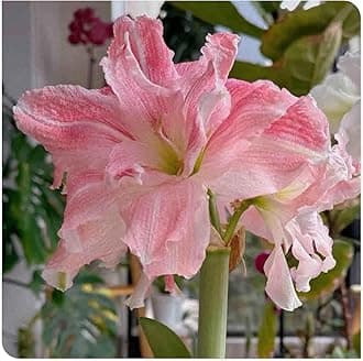 Amaryllis for Planting Now UK Perennial Good for Containers Excellent Display Plant Bulbs Ornamental Greening Flower Natural Organic Easy Plant Perennial -3bulbs-H