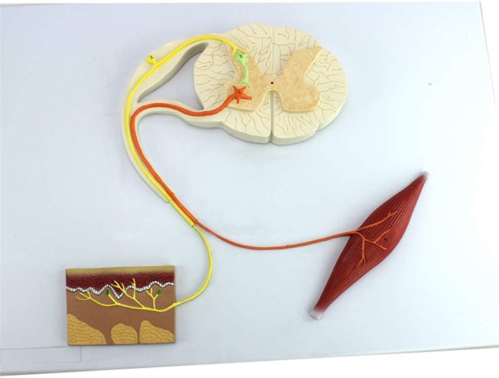 Study Model Reflex Arc Nerve Conduction Model Medical Human Central Nervous System Conditioned Reflex Structure Nerve Reflection Arc Model Conduction Demonstration Aid,Medical Models & Educa
