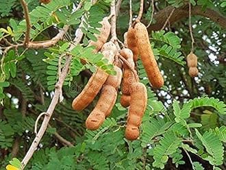 Creative Farmer Live Plant Tamarind Tree Tamarind Fruit (Tamarindus Indica) Garden (1 Healthy Live Fruit Plant)