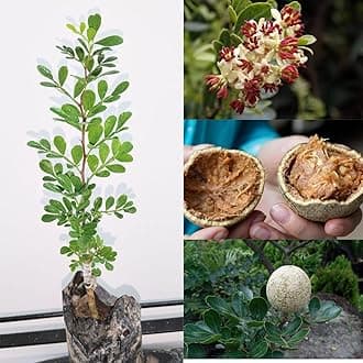 Golden Bloom Thai Grafted Wood Apple Plant, Wood Apple Plant Grafted (In 2 Years U Get Fruits)