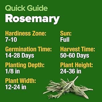HOME GROWN Rosemary Seeds Pack - 300 High Germinating Heirloom Herb Seeds for Planting in Indoor or Outdoor Herb Gardens (Salvia rosmarinus)