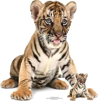 SC1440 Bengal Tiger Cub Sitting Cardboard Cut Out Height 73cm - Ideal for Animal Theme, Parties, Birthdays & Fans, Room Decorations & Events