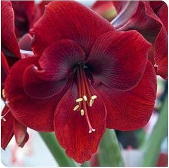 Amaryllis for Planting Now UK Perennial Good for Containers Excellent Display Plant Bulbs Ornamental Greening Flower Natural Organic Easy Plant Perennial -2bulbs-B