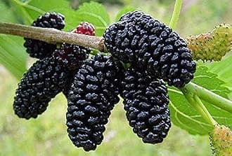Raj Collection Rare Exotic All Time Mulberry (Air Layered) Hybrid Live Plant, Black & Red Color "Special Variety" All Season (Size- 1.5 to 2 Feet, Pack of 2)