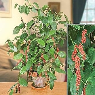 Creative Farmer Live Plant Black Pepper (Piper Nigrum) Plants For Garden Spice Container (1 Live …Spice Plant) B