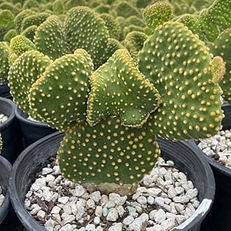 Cactus Outlet - Opuntia Microdasys Prickly Pear Cactus Plants Live - Live Cactus Plants - Opuntia Microdasys - Prickly Pear Plant Live - Landscape Ready Cactus Plants Live Delivered Right To Your Door