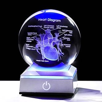 3D Human Heart 3.15 in. Crystal Ball Gifts for Men Cousin, Glass Sphere Etched Anatomical Heart Model Keepsake for Surgeon Doctor Cardiologist with LED Light Base