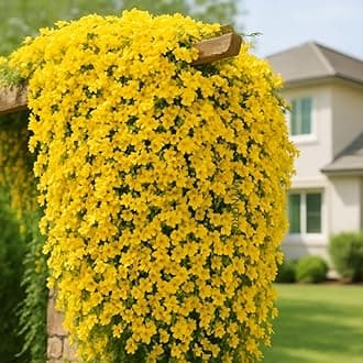 Cat's Claw Creeper Plant, Fast-Growing Climber with Vibrant Yellow Flowers for Garden & Walls, Easy to Grow, Hardy from Wynorg (8 CATS CLAW)