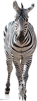 Star Cutouts SC1439 Adult Zebra Lifesize Cardboard Cutout 162cm – Safari & Ju...