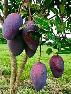 Purple Original Miyazaki Mango Plant | Pack Of 1 | Plant Height 2-3 Feet | Miyazaki Mango Plant | Original Rare Grafted Live Fruit Plant | Type-Taiyo No Tamago Eggs Of Sun | Fruit After 18 Month |
