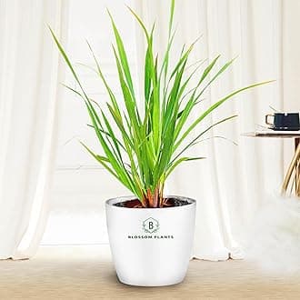 Lemon Grass Live Indoor And Outdoor Plants With White Pot, Best For Home, Office & Garden.