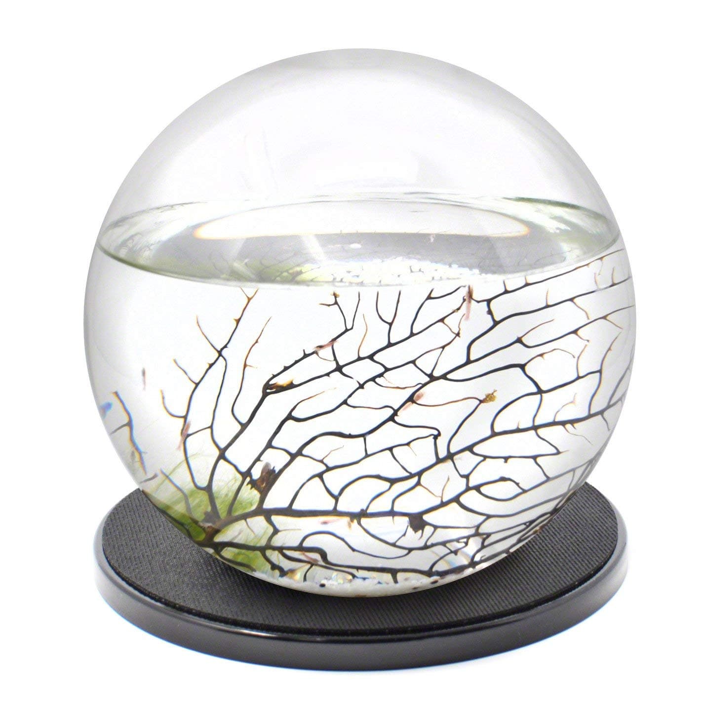 Closed Aquatic Ecosystem, X-Large Sphere, w Base