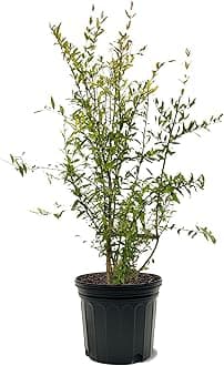 Parfianka Pomegranate Tree, Fruit Bearing, Hardy, 7 gal Nursery Pot, 3-4 ft Tree Height (Due to Agricultural Laws, we Cannot Ship to CA, AZ, AK, or HI)