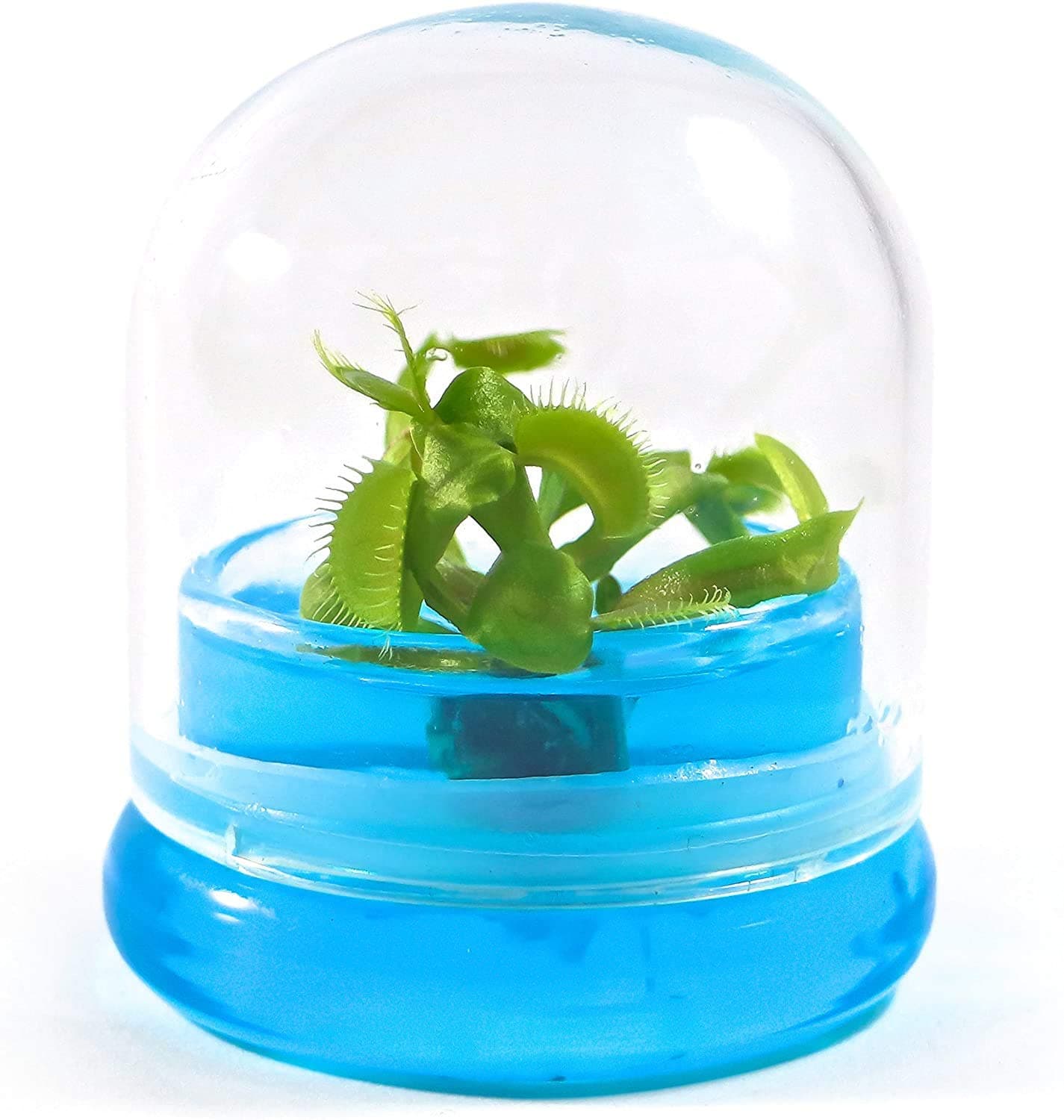 BLOOMIFY Venus Flytrap Terrarium - Zero Care - 100% Growth Guarantee - 2.5" Dome
