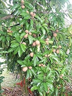 Creative Farmer Live Fruit Plant Sapota Chikoo Sapodilla Long-Lived, Evergreen Tree Home Gardening Plant(1 Healthy Live Plant)