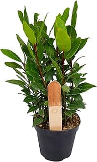 Bay Laurel Plant