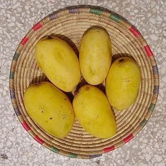 M-Tech Gardens Mango Fruit Plant (Chaunsa, Grafted Hybrid) Exotic 1 Live Fruit Plant