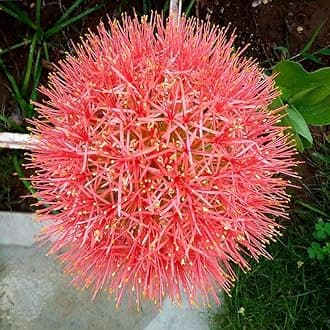 LIVE GREEN Football Lily Flower Bulbs Pack Of 6 Bulbs (Red), (LIVE-BULB01)
