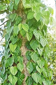 Betel Leaf/Banarasi Maghai Paan Rare Healthy Live Plant, Medicinal Herb Pack of 1 CF_12