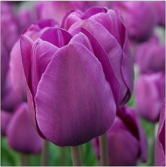 Garden (Tulip for Planting) Indoor or Outdoor Surprise to Grow Pots to Grow Tulip for Fall Planting Simple to Grow Fall or Spring-20 Bulb-U