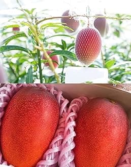 Miyazaki Mango Tree Plant Hybrid Grafted Japanese Sweet Red Miyazaki Mango Tree Fruit Plant World Most Expensive Sweet Mango Fruit Tree Home Garden Plant (Red Colour), (Pack - 1 Pic) Grafted
