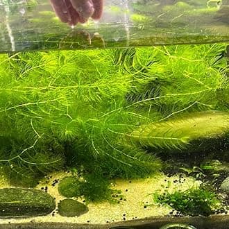 Fish tank live plant for aquarium (Pack of 8)