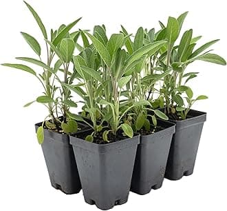 6 Common Sage | Live Plants in 2.5-inch Nursery Cubes | Salvia officinalis Variety | Drought-Tolerant Evergreen | Fragrant, Flavorful and Aromatic Herb for Home, Garden, and Kitchen