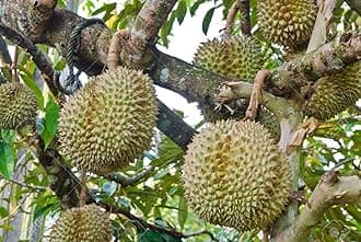 M-Tech Gardens New Durian (Musang King, Seedling) Exotic 1 Live Fruit Plant