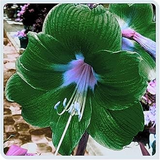 Amarylli Planting Pots to Grow to Grow Surprise Fall or Spring Indoor or Outdoor Professional-4bulbs-d