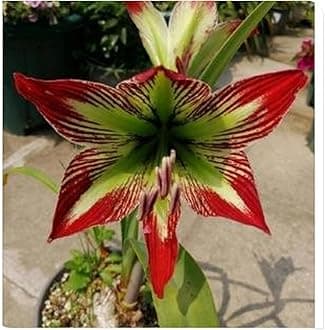 Amaryllis for Planting Now UK Perennial Good for Containers Excellent Display Plant Bulbs Ornamental Greening Flower Natural Organic Easy Plant Perennial -4bulbs-J
