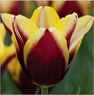 Garden (Tulip for Planting) Indoor or Outdoor Surprise to Grow Pots to Grow Tulip for Fall Planting Simple to Grow Fall or Spring-20 Bulb-V