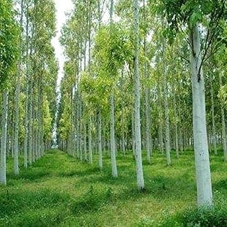 OhhSome Plants Eucalyptus Tree Plant, Nilgiri Tree- Garden Live Nursery Indoor Outdoor Living Herbal For Kitchen (Healthy Plant)