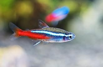 6 Neon Tetra (Paracheirodon innesi) Freshwater Aquarium Fish Live (Approx. Size 1.5 cm) (1-2cm, 6, Count)