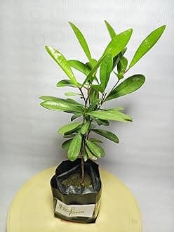 All Spice Plant Sarva Sugandhi Plant Wondering plant combined the flavour of Cinnamon, Nutmeg and Clove Plant Live Healty Plant Pack of 1