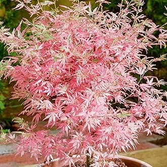 Acer palmatum Taylor - Japanese Maple Tree | Large Outdoor Garden Ready Plant in Pot (50-70cm Incl. Pot)