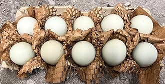Free Range Duck Eggs (Qty 20)