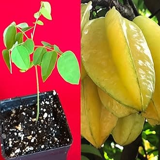 Ariya Star Fruit Sweet Carambola Kamranga Amrak Grafted Live Plants & Tree complete fertilizer Original Fresh & Healthy Sapling Fast Safe & Secure Delhiverey