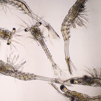 Aquacadabra Live Mysis Food for Tropical Fish 200ml Pack x 3 Bags of Live Fish Food