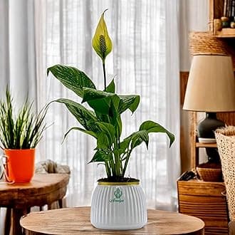 Amulya Farms Peace Lily Indoor Live Plants for Home with Premium White Metal Pot | Air Purifier Oxygen Plant | Real Plant for Home, Living Room & Office Décor | Best Premium Green Gift |