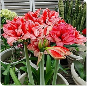 Amarylli Planting Pots to Grow to Grow Surprise Fall or Spring Indoor or Outdoor Professional-4bulbs-c