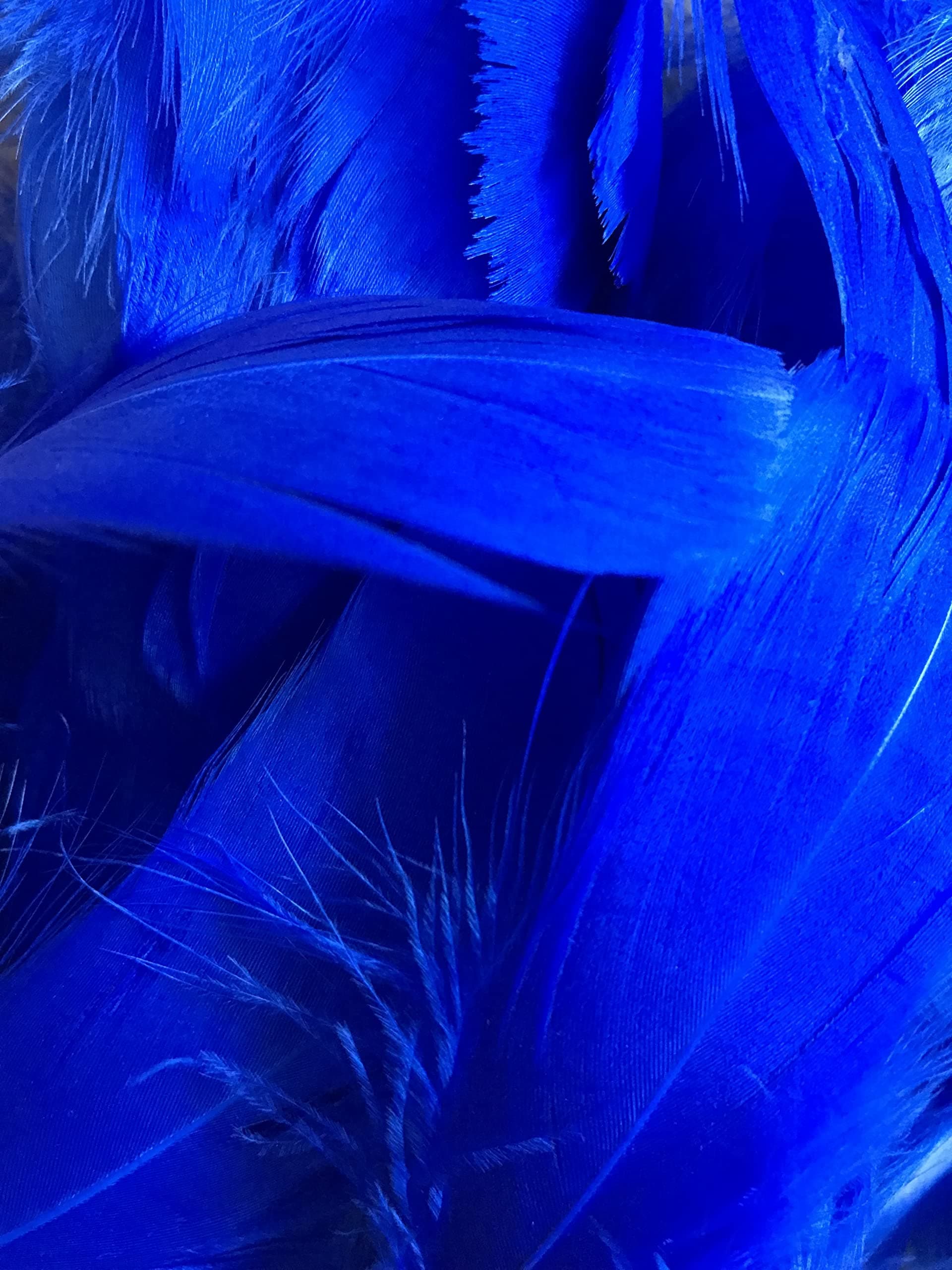 Royal Blue Feathers, 100 Pack