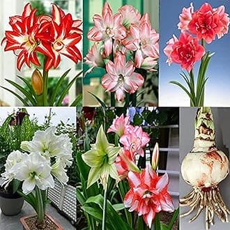 Amaryllis for Planting Now UK Perennial Good for Containers Excellent Display Plant Bulbs Ornamental Greening Flower Natural Organic Easy Plant Perennial -2bulbs-G