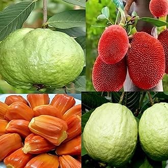 Combo 2 "Red Jackfruit Plant Grafted + Kg Guava Tree Air Layered (2-3 Ft Height) Red Colour Jackfruit Plant Live Plant For Home Garden Very Sweet Taste Healthy Grafted Live