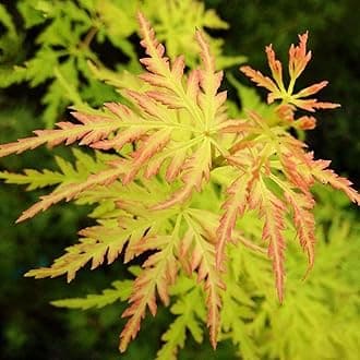 Acer palmatum 'Seiryu' | Japanese Maple Deciduous Potted Trees for Small Gardens | Premium Bushy Plant Shrub Tree in Pot (80-100cm (Incl. Pot))