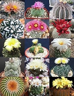 RARA RARE PLANT EXTRATUS CACTUS