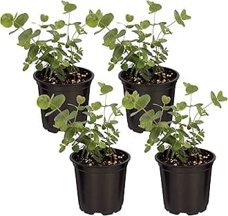 The Three Company Live Aromatic and Healthy Herb - Eucalyptus (4 Per Pack) - Assorted Varieties, Natural Air Purifier, 10" Tall by 3" Wide