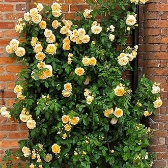 Guruji Plantation Climbing Rose Live Plant – Fast-Growing Vine Rose for Vertical Garden, Arches & Fences | Flowering Creeper Rose in Grow Bag (Orange)